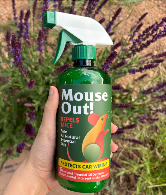 The Hidden Dangers of Rodents & How to Protect Your Space Naturally